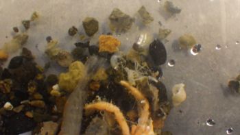 Media type: image;   Invertebrate Zoology 153106 Description: live specimen;